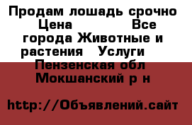 Продам лошадь срочно › Цена ­ 30 000 - Все города Животные и растения » Услуги   . Пензенская обл.,Мокшанский р-н